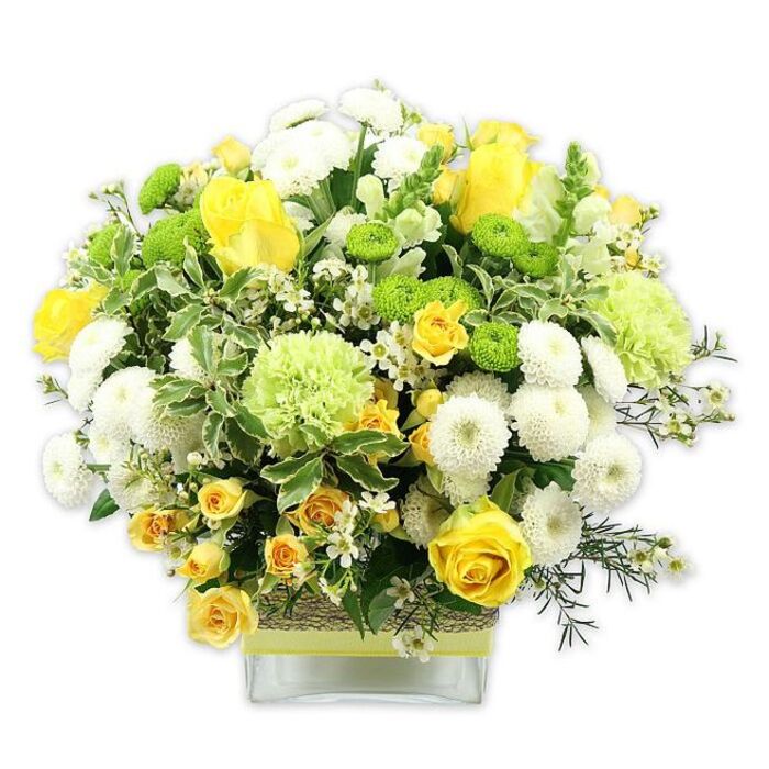 A generously proportioned floral display in a clear, square glass vase showcases an uplifting blend of sunny yellow, crisp white, and vivid green, captured against a pure white studio background that allows every detail to shine. At its centre, open yellow roses, accompanied by dainty yellow spray roses, create a radiant focal point; some blossoms are fully open, revealing intricate spirals of petals, while others remain gently closed, hinting at blooms still to come. These warm tones are surrounded by a halo of white pompom chrysanthemums and tidy white button mums, each bloom densely petalled into rounded shapes that add softness and structure. Dancing between the roses and mums, bright lime green button chrysanthemums and larger, ruffled pale green flowers-similar to specialty chrysanthemums or frilled carnations-introduce a refreshing, modern contrast that keeps the arrangement lively and engaging. The bouquet forms a graceful dome, carefully arranged so that colour and texture are evenly balanced from every angle, ideal for a coffee table or sideboard in a home near Orpington's bustling High Street. A lush collar of mixed foliage supports the blooms: broad, variegated leaves with pale edges mingle with finer, deep green stems, and wisps of soft filler greenery give the piece a natural, slightly untamed elegance. Tiny white filler flowers are dotted throughout, their delicate star-shaped heads adding a whisper of lightness and movement. The vase's midsection is wrapped in a band of rustic, woven material, possibly raffia or bark, over which a neat lime or pastel yellow ribbon is tied, introducing tactile contrast to the smooth glass. The overall mood is one of brightness, freshness, and understated celebration, perfectly suited for birthdays, congratulations, or simply sending a thoughtful message of cheer across Orpington and the surrounding areas.